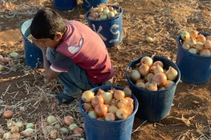 “Bu İş Çocuk Oyuncağı Değil” – Çocuk İşçiliğiyle Mücadele Programı
